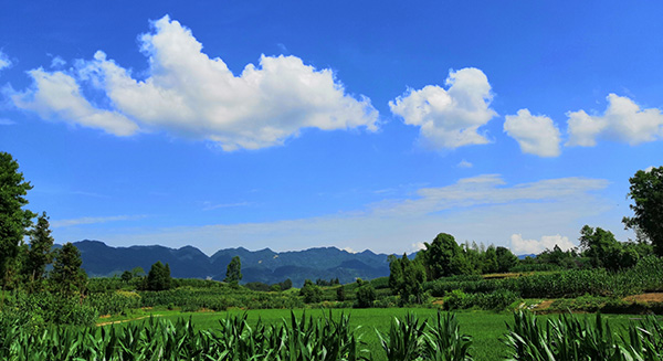 协会种植基地